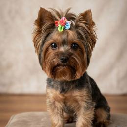 Khaleesi - Yorkshire Terrier