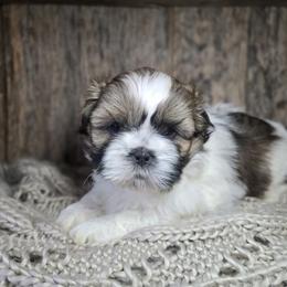 Conrad - Brindle and white male Shih Tzu puppy in Mountain Grove, Missouri from Precious Puppies