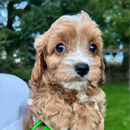 Green Boy - male Cavapoochon puppy in Clementon, New Jersey from PitterPatterPuppiesNJ