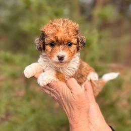 Willow - Brown merle female Aussiedoodle puppy in Paoli, Indiana from Brambleberry Doodles