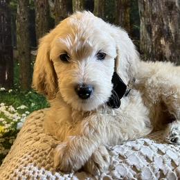 Black - Cream male Goldendoodle puppy in The Woodlands, Texas from Gracie's Goldendoodles and Bernedoodles