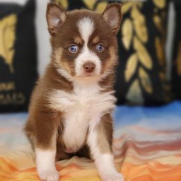 Pomsky Puppies from Candyland Pomskies