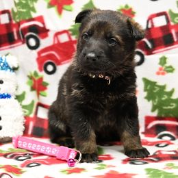 Pink collar - Sable female German Shepherd puppy in Ramsey, Illinois from Haus-Farr German Shepherds