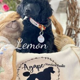 Poodle Puppies from Agape Standard Poodles