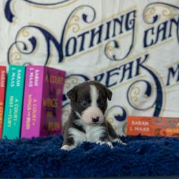Border Collie, Papillon, Sporty Mix, and Whippet Puppies from Old Hemp Border Collies / Open Horizon Sport Dogs