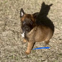 Elephant - Fawn male Belgian Malinois puppy in Briggs, Texas from Madhouse’s Belgian Malinois and German Shepherds