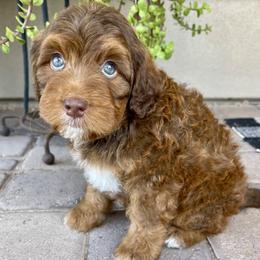 Bingo - Tri-color female Bernedoodle puppy in Superior, Arizona from Mountain Bridge Doodles