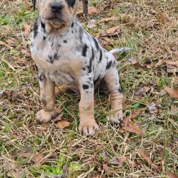 Catahoula Leopard Dog, Goldendoodle, Poodle, and Sheepadoodle Puppies from Prospect Catahoula Farms, LLC