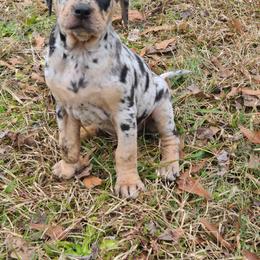 Catahoula Leopard Dog, Goldendoodle, Poodle, and Sheepadoodle Puppies from Prospect Catahoula Farms, LLC