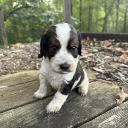 Ruger - Tri-Roan male English Springer Spaniel puppy in Comer, Georgia from Stratton Spaniels