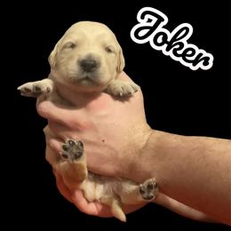 Joker - Golden male Golden Retriever puppy in Peoria, Arizona from Westwing Retrievers