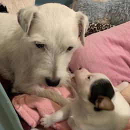 Parson Russell Terrier Puppies from HeartSongs Haven /Northeast Division