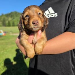 Wolfie - Red male Dachshund puppy in Grants Pass, Oregon from Redwood Dachshunds
