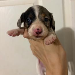 Anastasia - Dapple female Dachshund puppy in Willis, Texas from Dots Dachshunds