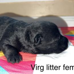 Scottish Terrier Puppies from Oodles of Cuties!