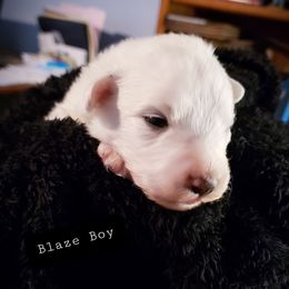 Great Pyrenees Puppies from Rusty Horse Ranch Great Pyrenees