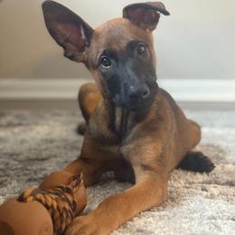 Red M - Red sable male Belgian Malinois puppy in Dewy Rose, Georgia from Rolling G Kennels