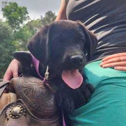 Ace - Black male Labrador Retriever puppy in Silsbee, Texas from AZ Kennels LLC