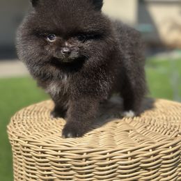 Onyx - Black male Pomeranian puppy in Gilroy, California from Belt Fed Kennels
