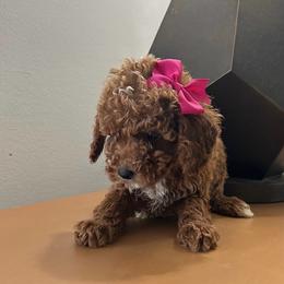 Lilly - Red  female Poodle puppy in Mint Hill, North Carolina from DoodleForever