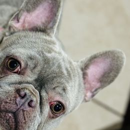 Gina - French Bulldog