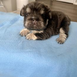 Star - Blue fawn female French Bulldog puppy in Columbus, Ohio from Kallie’s Kennel