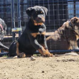 Rottweiler Puppies from Von Hause Gaelic