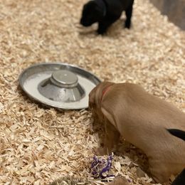 German Shorthaired Pointer, Labrador Retriever, and Working Cross Puppies from Upland Valley Kennels