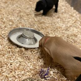 German Shorthaired Pointer, Labrador Retriever, and Working Cross Puppies from Upland Valley Kennels