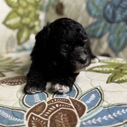 Boy4 061025 MC - Black & white male Maltipoo puppy in Bakersfield, California from Silvia's Maltipoos
