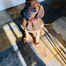 Rhodesian Ridgeback All Grown Up from RR Ridgebacks