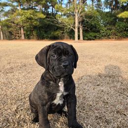 Parti - Black brindle female Cane Corso puppy in Tabor City, North Carolina from Dream Team Kennels