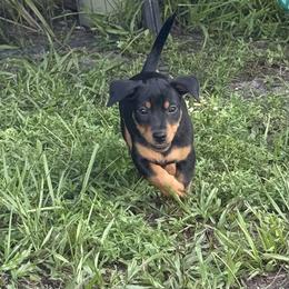 Benji - Black and tan male American Hunt Terrier puppy in Clearwater, Florida from Paradise Bay Hunt Terriers