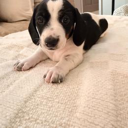 Liberty - Piebald female Dachshund puppy in Burlington, North Carolina from Dachshund Meadows