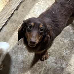 David - Dachshund