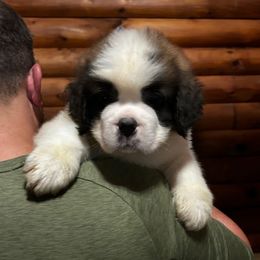 Yellow Collar - Brown and white male Saint Bernard puppy in New York from Johnson Farms