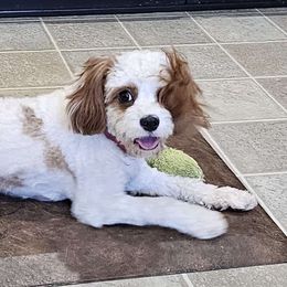 Senorita - Cavapoo