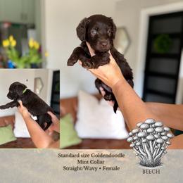 Beech - Mint Collar - Chocolate female Goldendoodle puppy in Garland, Texas from Twilight Doodles