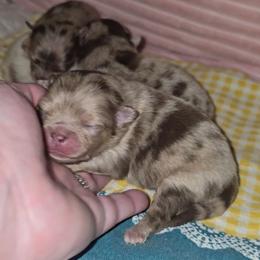 Poppy - Chocolate merle female Pomeranian puppy in Angleton, Texas from Pomeranian Palace, LLC