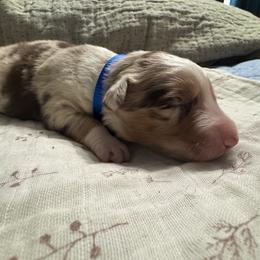 Dark Blue - Red merle female Australian Shepherd puppy in Bethel, Minnesota from Aussie Tree-O