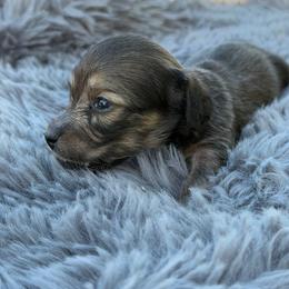 Dachshund Puppies from KJRC Kennels