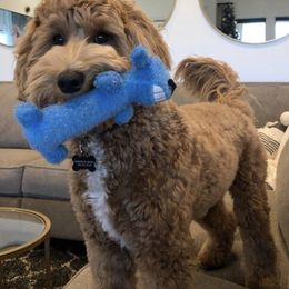 Goldendoodle All Grown Up from Nebo View Paws