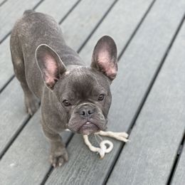 Bella - French Bulldog
