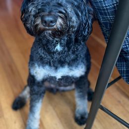 Aussiedoodles, Bernedoodles, and Goldendoodles from Rose Creek Ranch