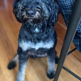 Aussiedoodles, Bernedoodles, and Goldendoodles from Rose Creek Ranch