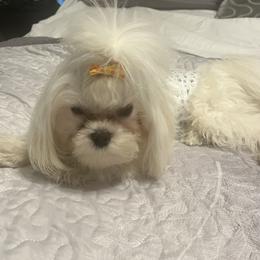 Snowy - Maltese