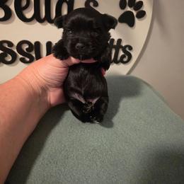 ISABEL KB midnight - Parti female Yorkshire Terrier puppy in Clermont, Florida from Bella's Prissy Butts