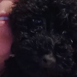 Poodles from Poodles