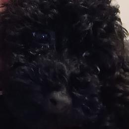Poodles from Poodles