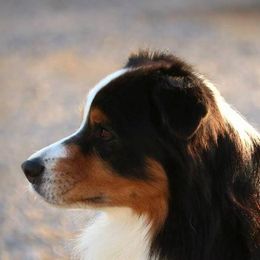 Australian Shepherds from Everlasting Aussies